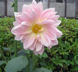明石公園に咲く6月の花15.jpg